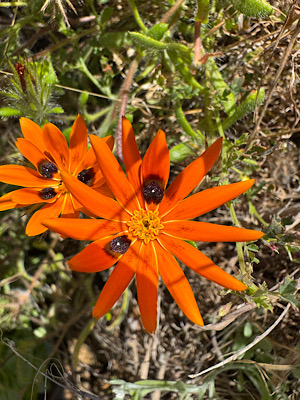 Beetle daisy